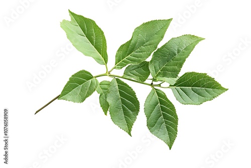 Box elder leaf isolated on a white background, close up photo