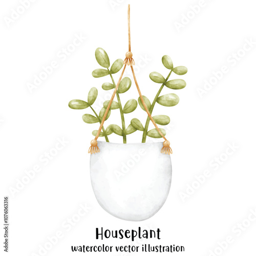 Plant, Hanging plant, hanging house plant pot. Home interior flowerpots. Indoor various macrame houseplants. Home office garden hanging plants.