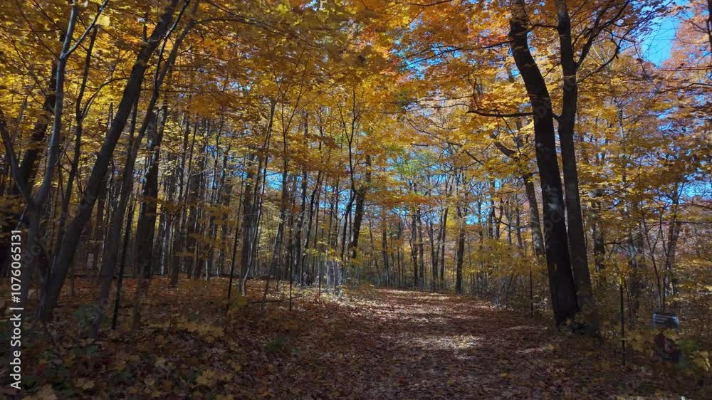 Walking through dense forest trails in Mount Royal, Montreal, surrounded by autumn leaves and peaceful scenery, POV Walking through dense forest trails in Mount Royal, Montreal, surrounded by autumn leaves and peaceful scenery, POV