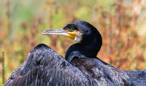 Great Cormorant (Phalacrocorax carbo) in natural habitat