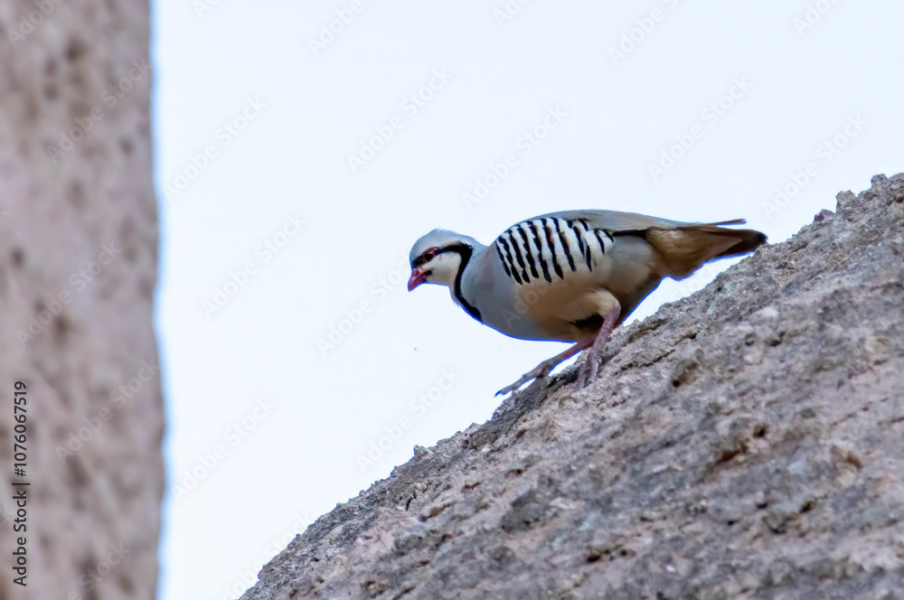 Fototapeta premium Chukar Bird in to the wild