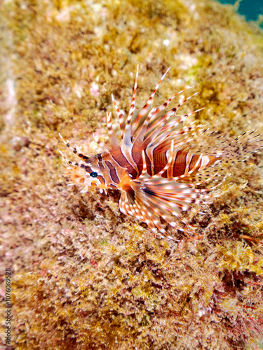 広げた羽根が美しいキリンミノ（フサカサゴ科）の幼魚。 英名学名：Zebra turkeyfish (Dendrochirus zebra) 静岡県伊豆半島賀茂郡南伊豆町中木ヒリゾ浜2024年 