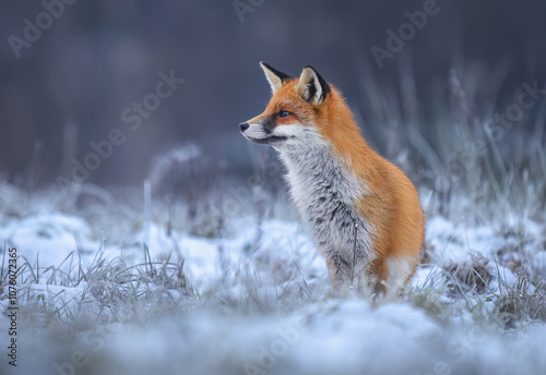 Fox ( Vulpes vulpes ) in winter scenery