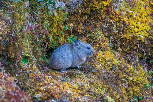 Royle's Pika (Ochotona roylei) in the it's habitat. Royle's pika also called the Himalayan mouse hare or hui shutu, is a species of pika. photo