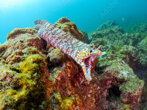 大きく美しいトラウツボ（ウツボ科）。
英名学名：Dragon Moray (Enchelycore pardalis)
高海水温が続いているのでサンゴの白化現象が起きている。
静岡県伊豆半島賀茂郡南伊豆町中木ヒリゾ浜2024年
 photo