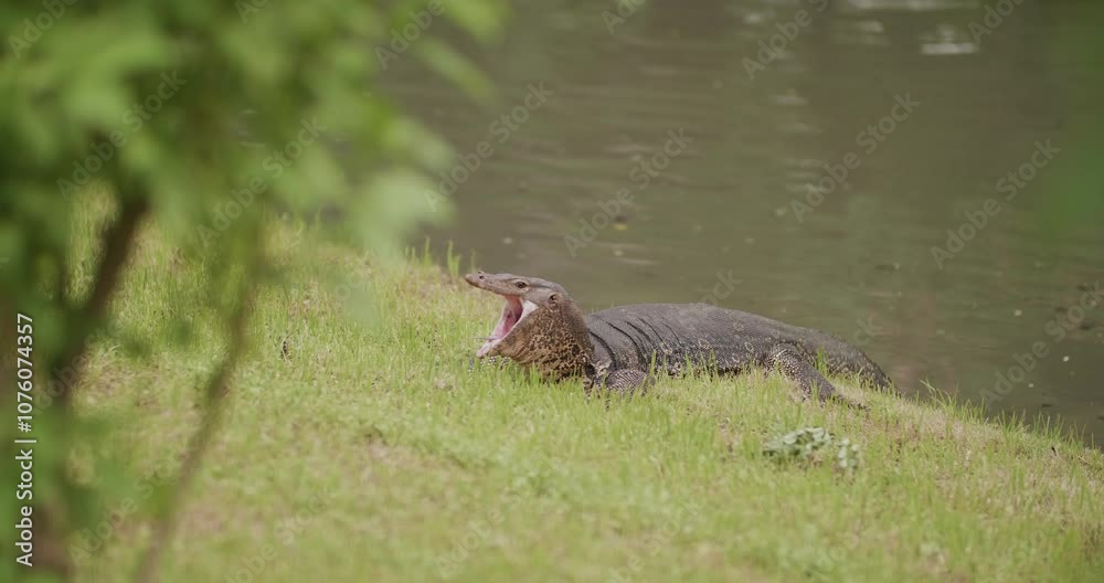 Thai water monitor lizard opening its jaws by the lake Thai water monitor lizard opening its jaws by the lake