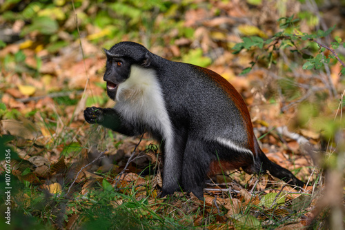 Marmoset monkey Dianin outdoors in autumn leaves.
