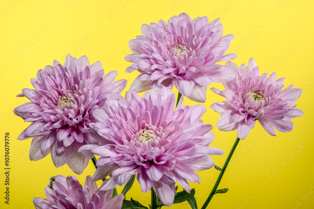 Obraz premium Pink Chrysanthemum multiflora on a yellow background