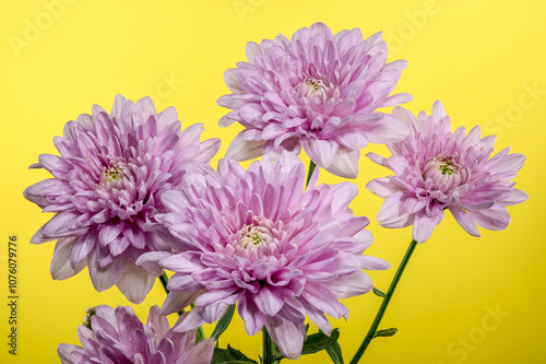 Pink Chrysanthemum multiflora on a yellow background