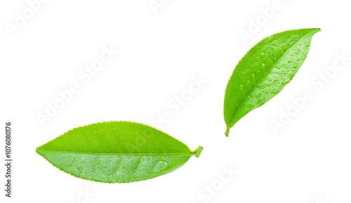 Wallpaper Mural leaves Fresh green tea with drops of water Torontodigital.ca