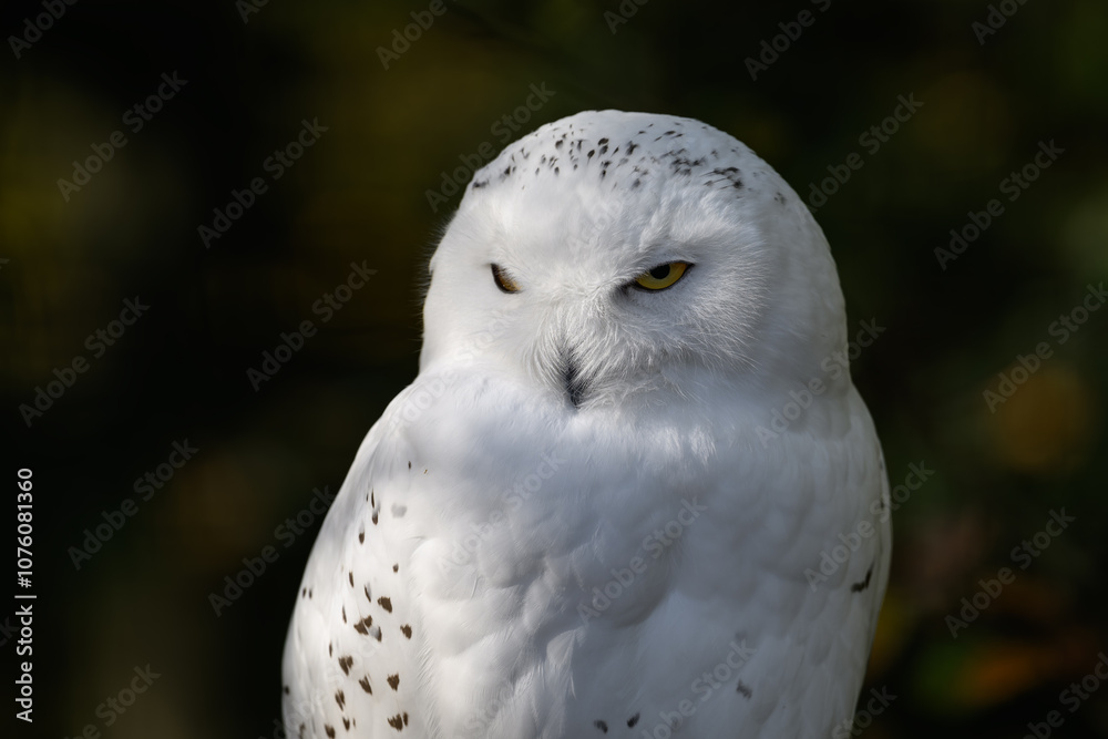 Obraz premium Snowy owl outdoors in nature. 