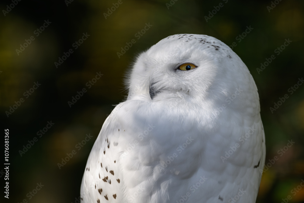 Obraz premium Snowy owl outdoors in nature. 