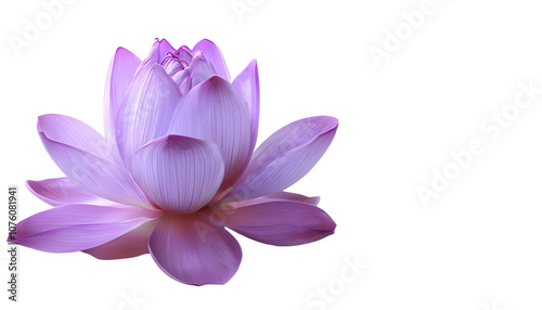 A purple lotus flower 