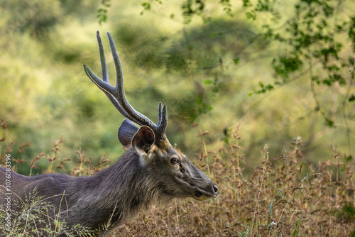 Sambar Deer in Ranthambore