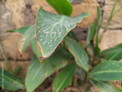 Fotografía Damage to foliage: drying at edges, cloudy spots on surface