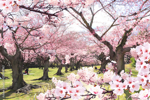 фотографія Blooming sakura trees in Koishikawa Korakuen garden, Okayama, Japan