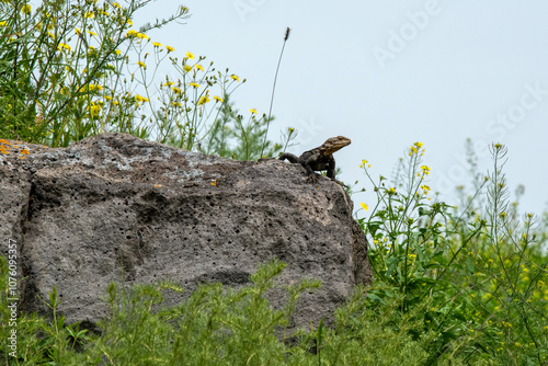 Caucasian agama (lizard). Armenia, Caucasus. photo