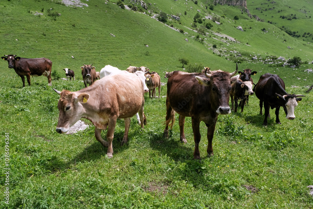Cows grazing in an alpine meadow on the Mount Aragats slope on sunny summer day. Armenia. Cows grazing in an alpine meadow on the Mount Aragats slope on sunny summer day. Armenia.