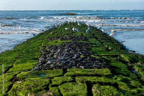 Möwen tummeln sich auf den Stein-Buhnen am Strand der Insel von Norderney