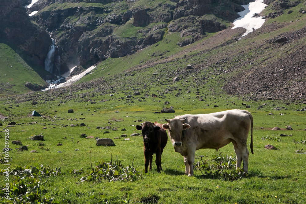 Fototapeta premium Two calves grazing in an alpine meadow on the slope of Mount Aragats against Gagharot waterwall on sunny summer day. Armenia.
