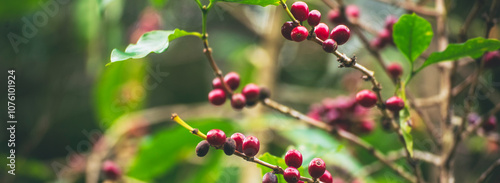 Banner coffee bean berry plant fresh seed. panoramic Ripe Red coffee tree growth green eco organic farm. Banner red ripe seed robusta arabica berries harvest coffee garden. Coffee bean tree copy space