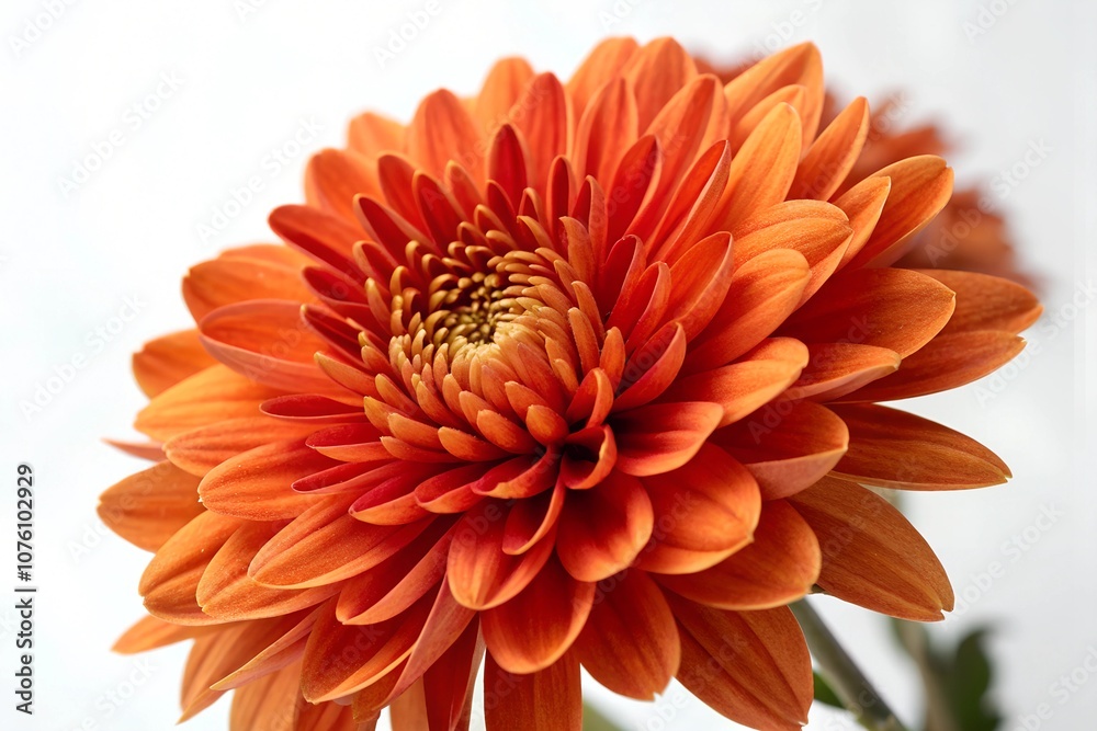 A deep orange chrysanthemum flower isolated on a white background A deep orange chrysanthemum flower isolated on a white background