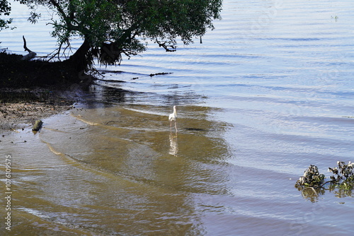 Sungei Buloh Wetland Reserve is Singapore's first ASEAN Heritage Park and a treasured site for nature enthusiasts, located in the northwest of Singapore. This nature reserve is a significant   photo