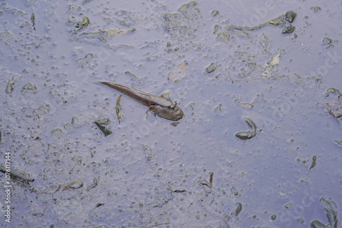 Boleophthalmus pectinirostris, commonly known as the blue-spotted mudskipper or great blue-spotted mudskipper, is a species of mudskipper found in coastal regions of East Asia photo