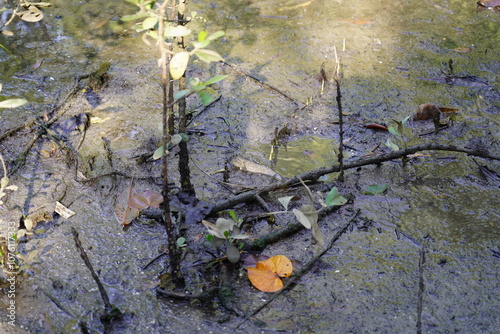 Boleophthalmus pectinirostris, commonly known as the blue-spotted mudskipper or great blue-spotted mudskipper, is a species of mudskipper found in coastal regions of East Asia photo