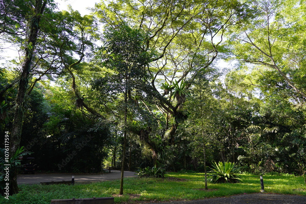 Obraz premium trees in the park