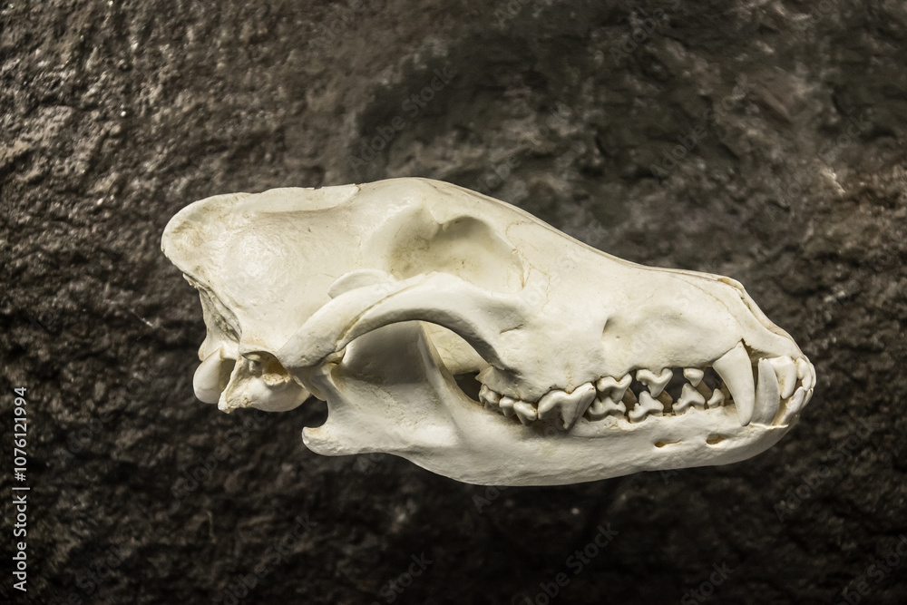 dog skull, dark background, prepared bones, skull structure, dog skeleton, biology, anatomy, teeth, jaw, shape, predator,