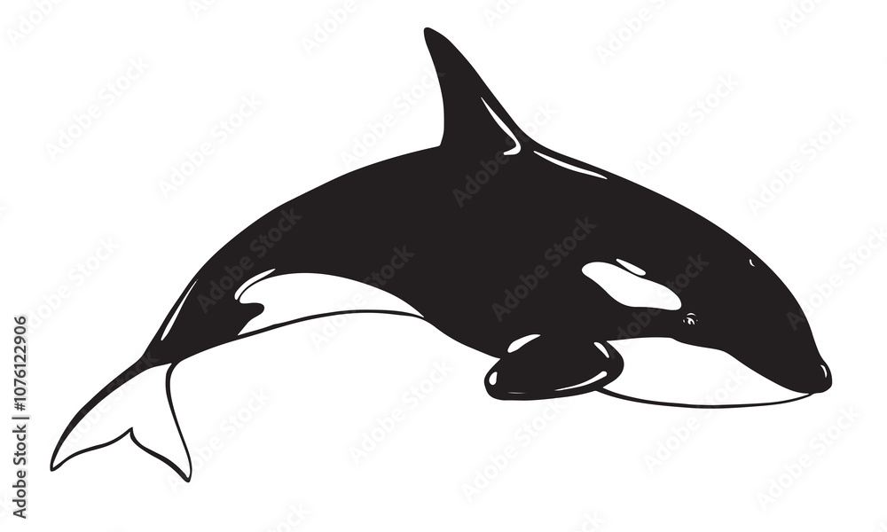 Obraz premium Killer whale sea animal vector logo. Stylized illustration of Orca. Killer whale or toothed whale, marine predator jumping out of water with curved tail. Hand drawn, imitation of engraving technique.