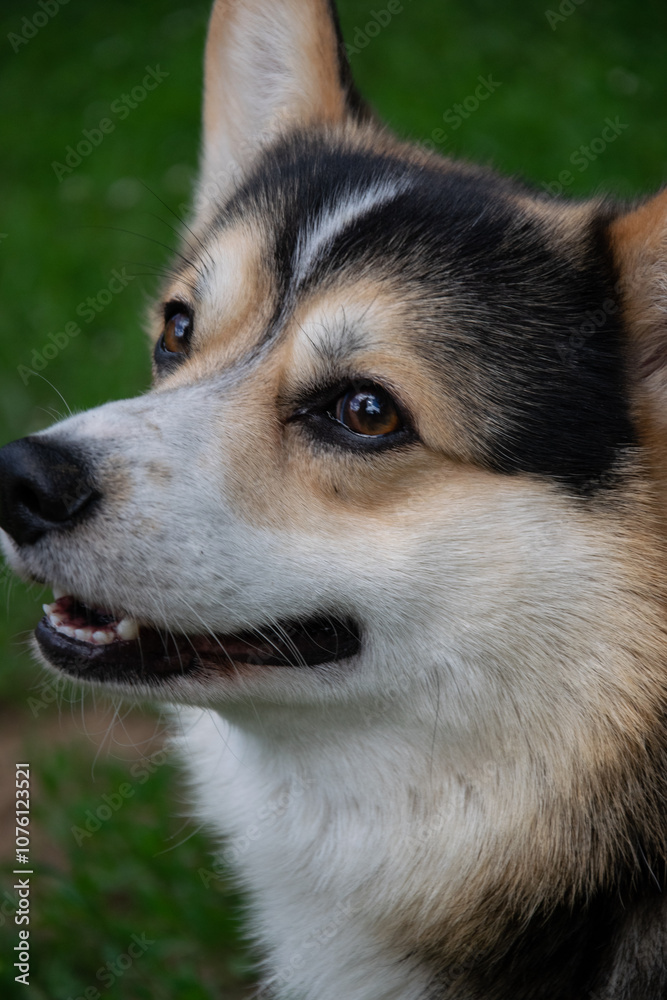 close up of a dog