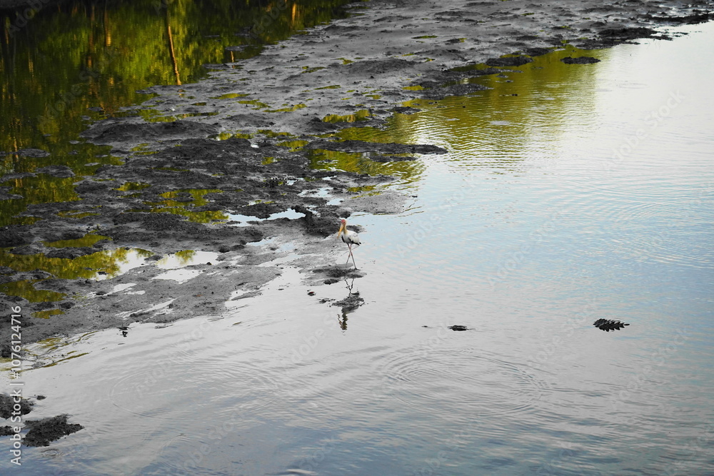 Fototapeta premium Sungei Buloh Wetland Reserve is Singapore's first ASEAN Heritage Park and a treasured site for nature enthusiasts, located in the northwest of Singapore. This nature reserve is a significant 