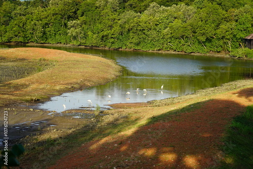 Photography Sungei Buloh Wetland Reserve is Singapore's first ASEAN Heritage Park and a treasured site for nature enthusiasts, located in the northwest of Singapore