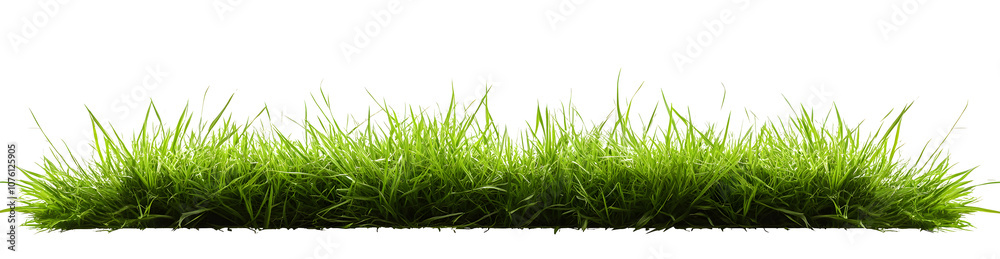 Hi Resolution image of Fresh green grass isolated against a transparent background Hi Resolution image of Fresh green grass isolated against a transparent background