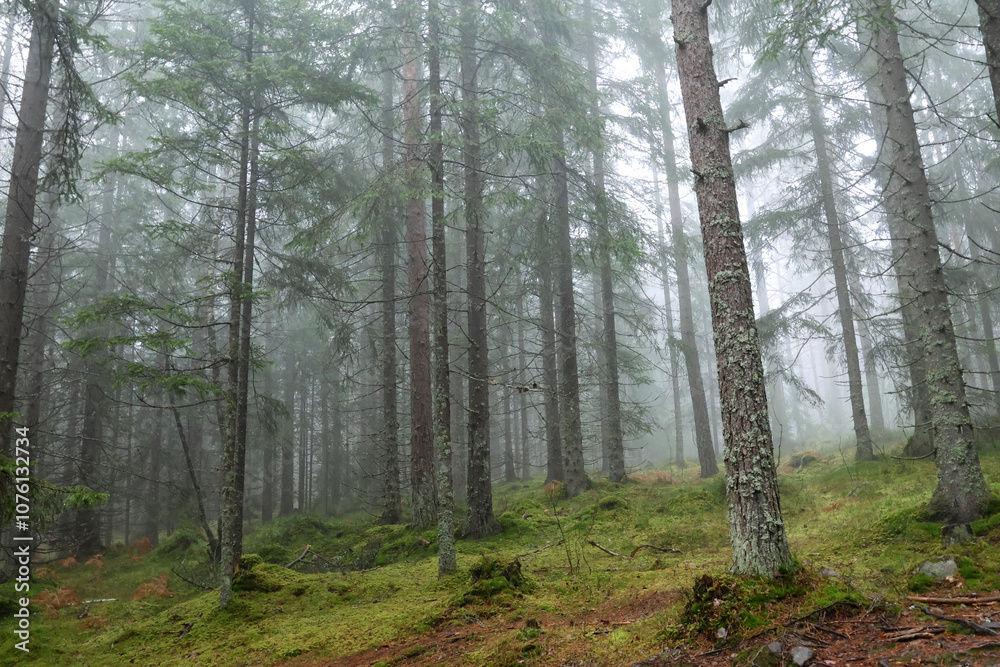 Obraz premium Forest