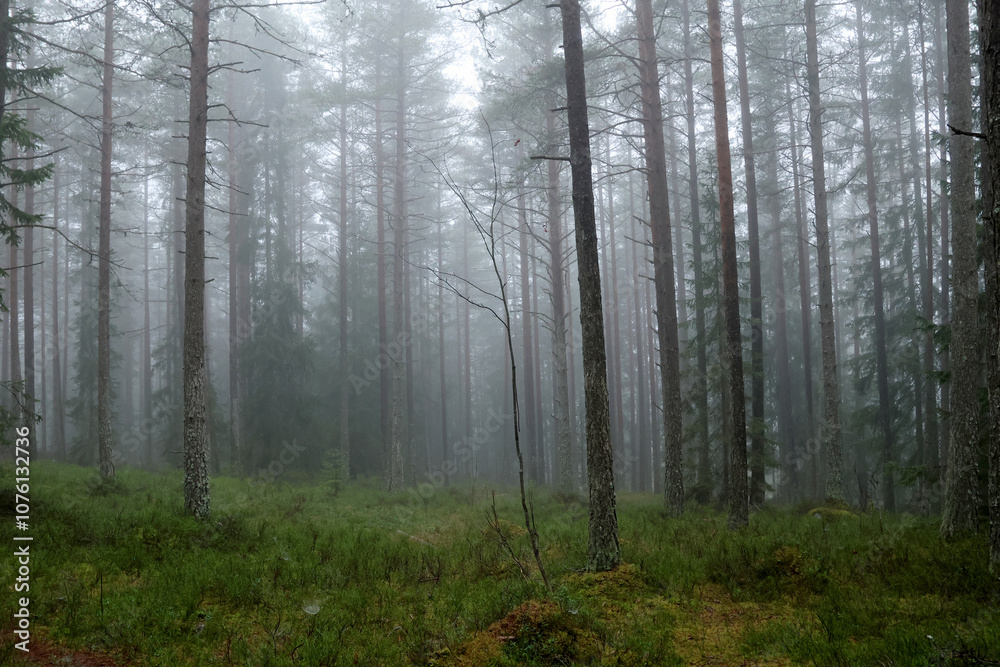 Naklejka premium Forest