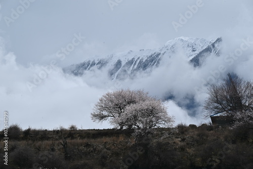 peach blossom with fog and snow mountain in Nyingchi，Tibet  photo