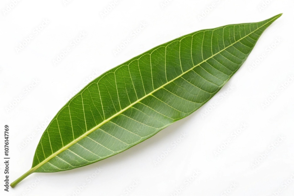 Obraz premium Green mango leaf isolated on white background