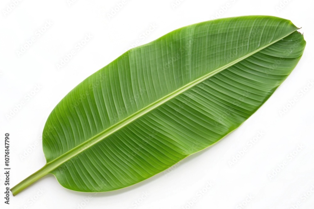 Fototapeta premium Green banana leaves isolated on a white background