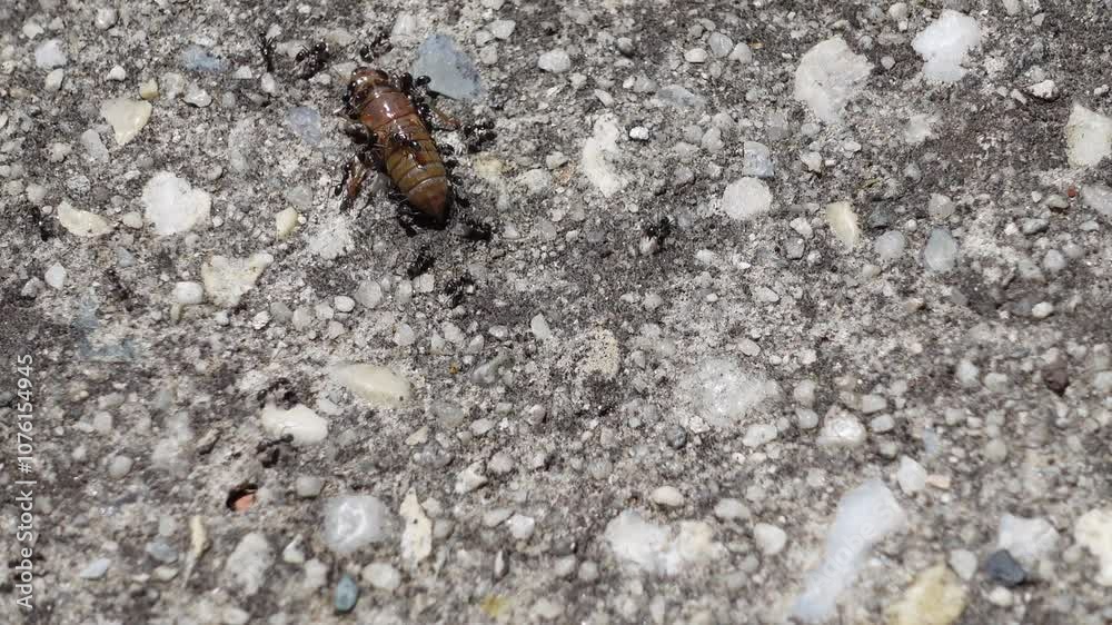 Black ants work together to hunt young Cicada nymph insect, try to crawling away from Ants on the ground. Black ants work together to hunt young Cicada nymph insect, try to crawling away from Ants on the ground.