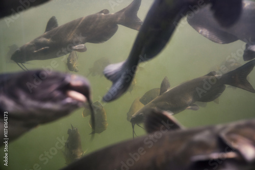 Photography Catfish fish in large tank
