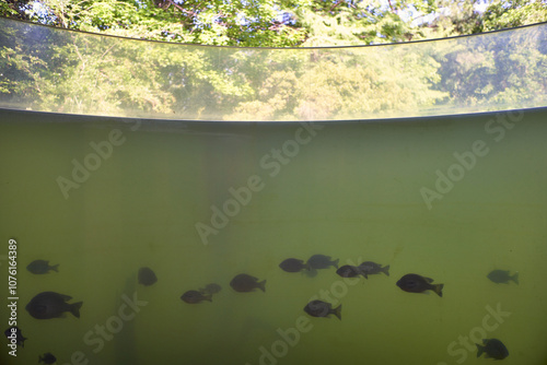 Crappie fish in large tank photo