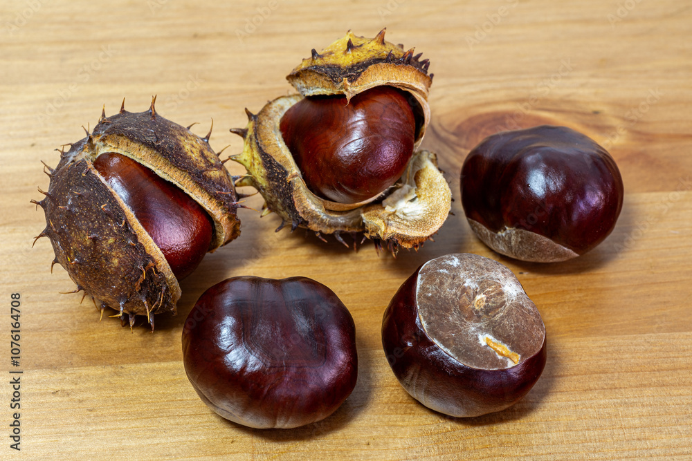 Chestnuts from the Horse Chestnut tree. Fruits with a spiny shell and their seeds. Aesculus hippocastanum. Chestnuts from the Horse Chestnut tree. Fruits with a spiny shell and their seeds. Aesculus hippocastanum.