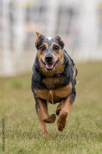 Australian Cattle Dog Blue Heeler Running Lure Course Sprint Dog Sport