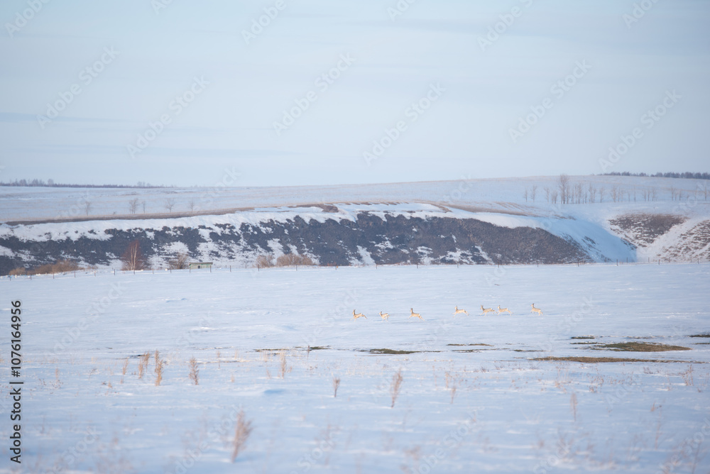 Winter landscape with snow-covered fields and deers Winter landscape with snow-covered fields and deers