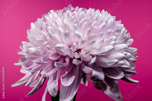 Photography Pink chrysanthemum Rossano dark on a pink background
