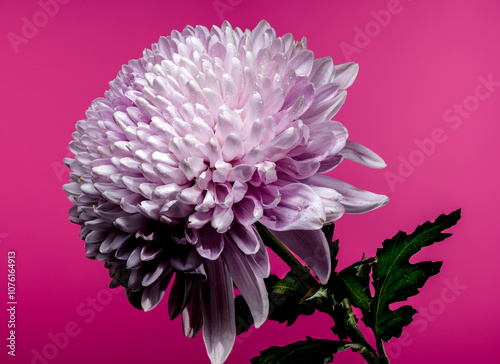 Pink chrysanthemum Rossano dark on a pink background