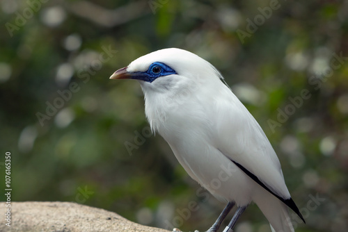 The Bali myna on a tree stump